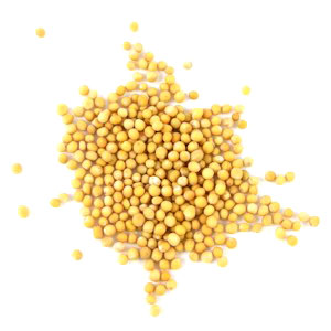 Mustard Fine
