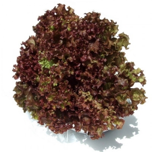 Red Lettuce