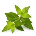 Mint (Pudina)&nbsp;100-GMS