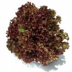 Red Lettuce&nbsp;500-GMS