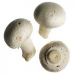 Mushroom&nbsp;200-GMS