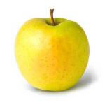 Golden Apple&nbsp;500-GMS